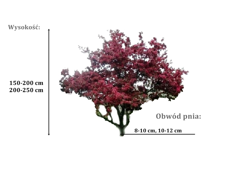 jablon profusion - duze sadzonki drzewa o roznych obwodach pnia 